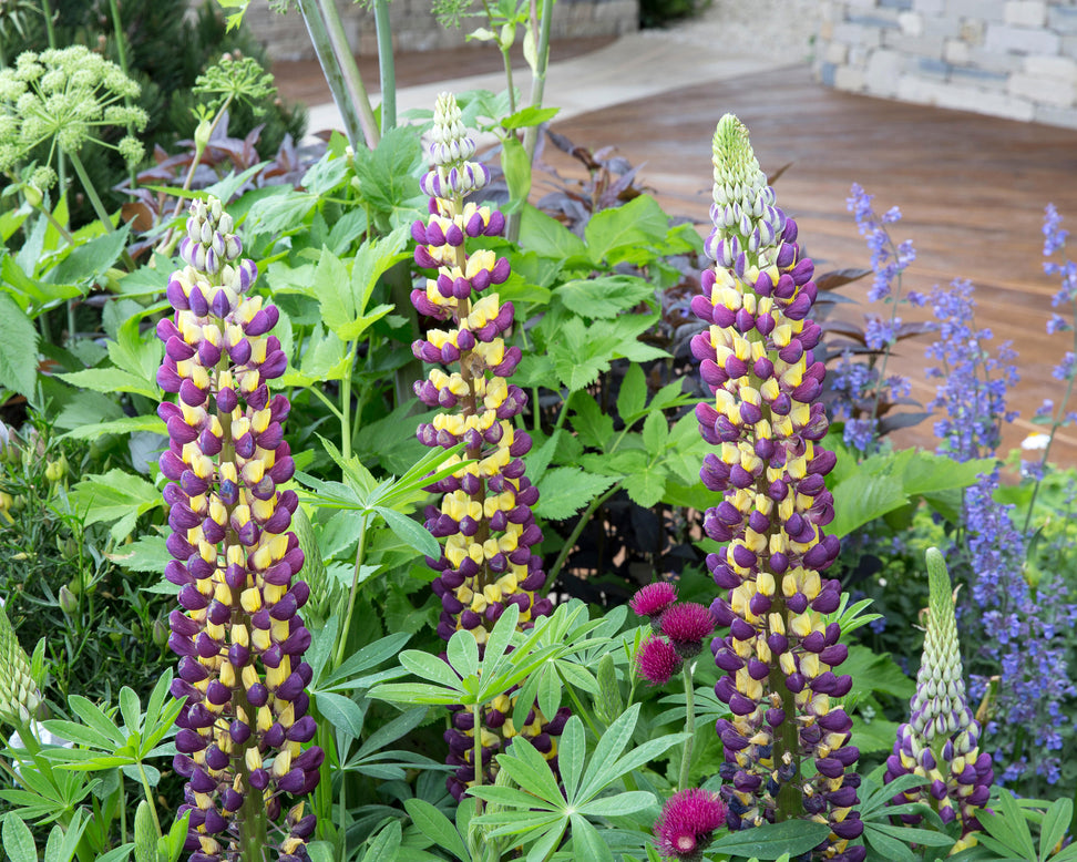 Lupinus 'Manhattan Lights'