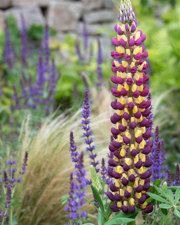 Lupinus 'Manhattan Lights'