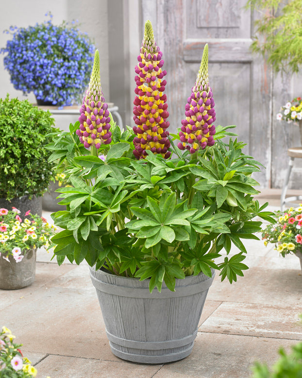 Lupinus 'Manhattan Lights'