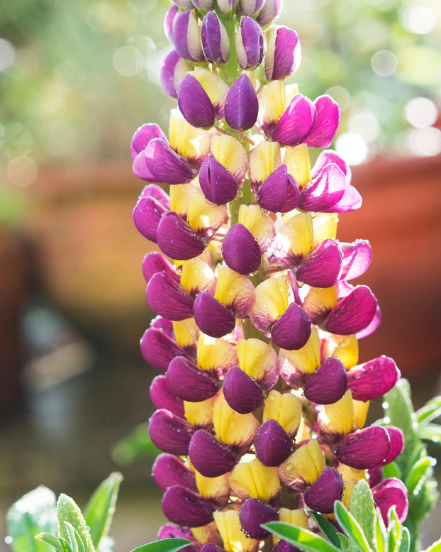 Lupinus 'Manhattan Lights'