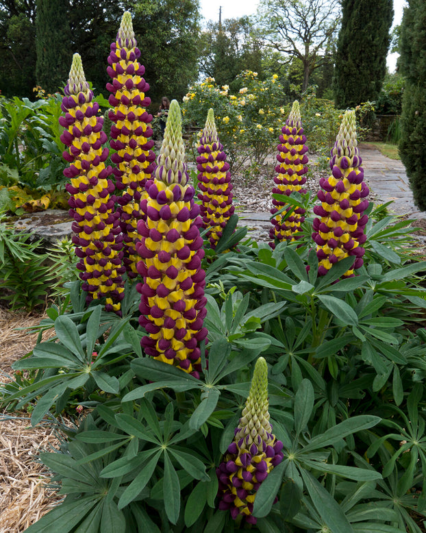 Lupinus 'Manhattan Lights'