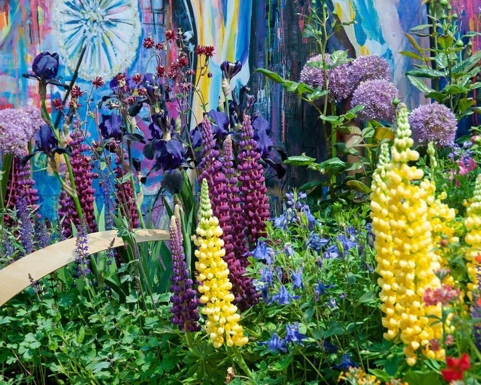 Lupinus 'Masterpiece'