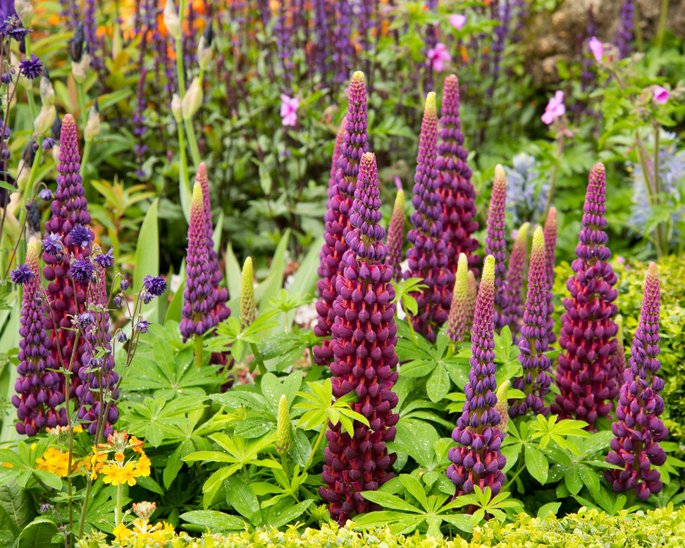 Lupinus 'Masterpiece'