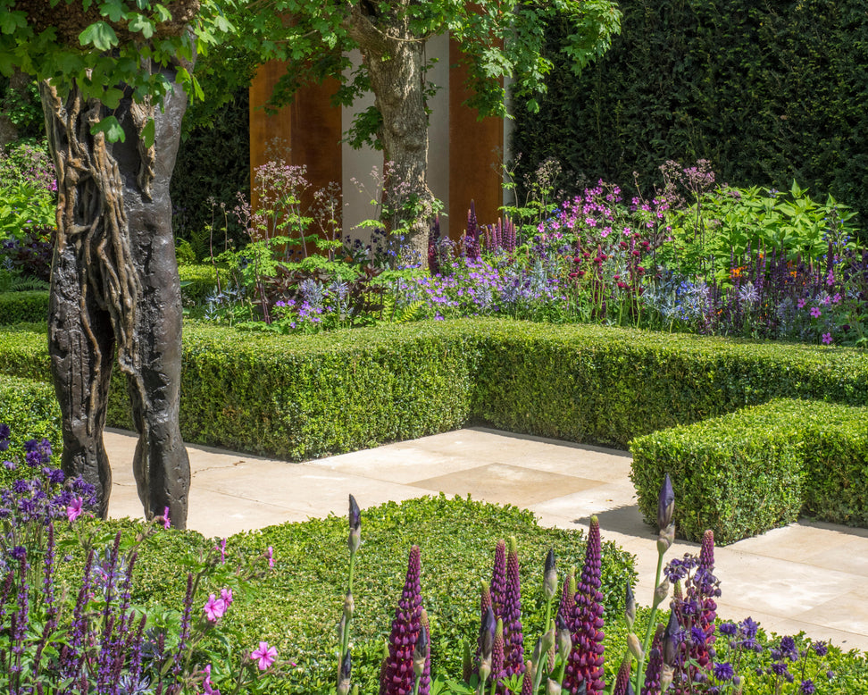 Lupinus 'Masterpiece'