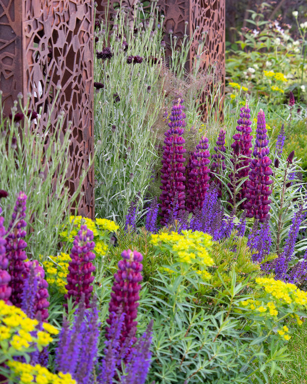 Lupinus 'Masterpiece'