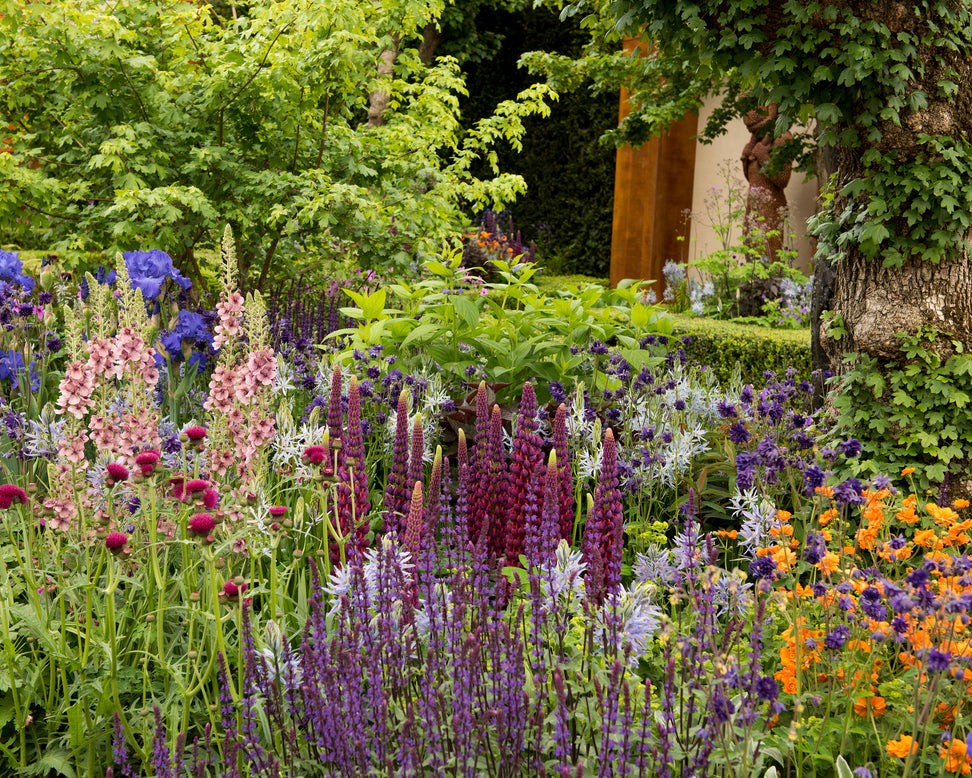 Lupinus 'Masterpiece'