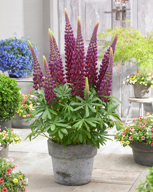 Lupinus 'Masterpiece'