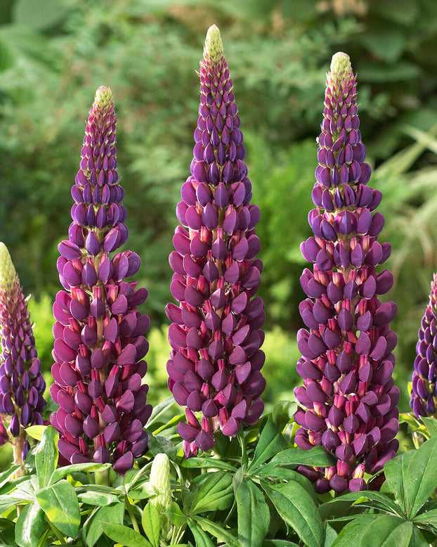 Lupinus 'Masterpiece'