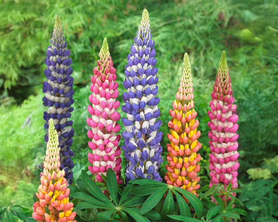 Lupinus 'Petal Pillars Mix'