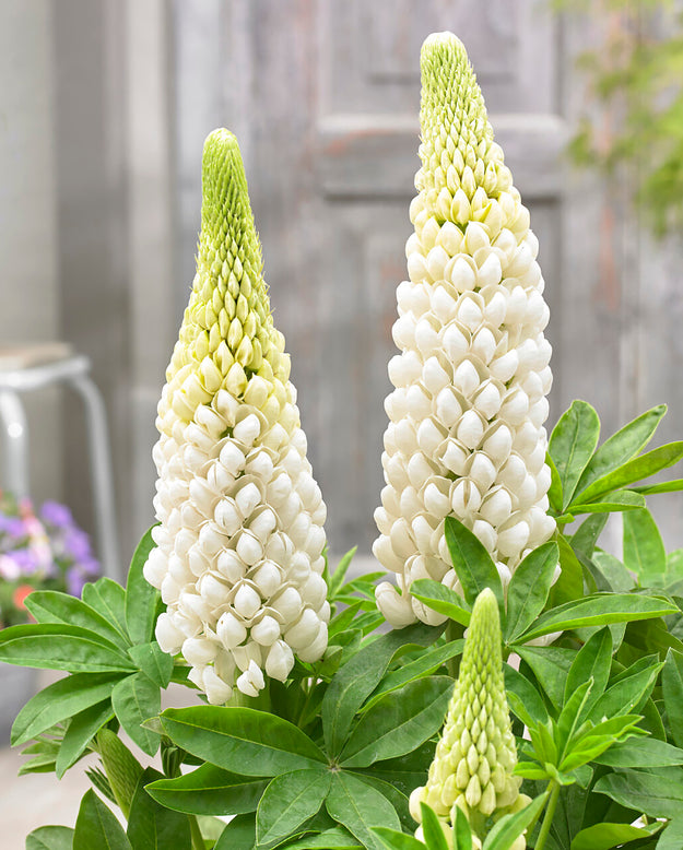 Lupinus 'Polar Princess'