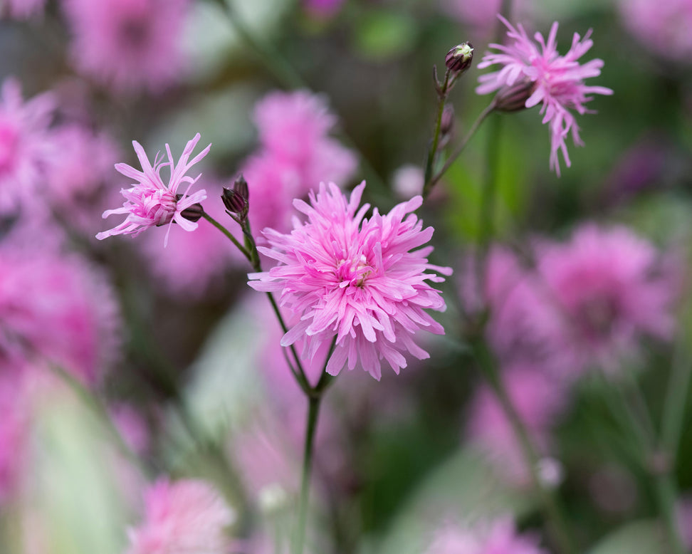 Silene 'Petite Jenny'