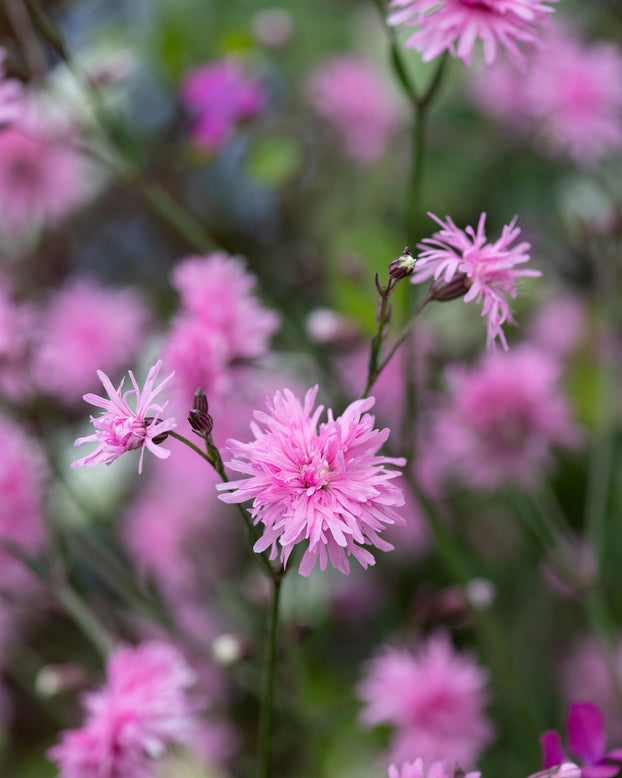 Silene 'Petite Jenny'