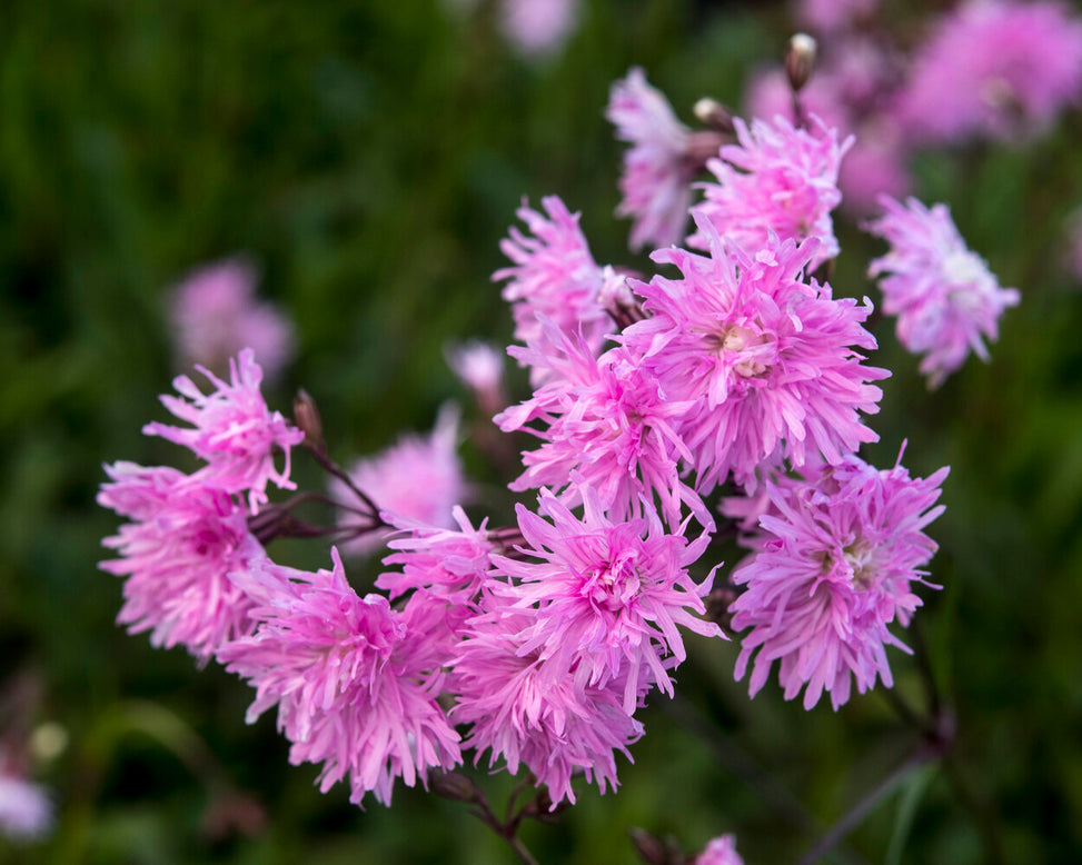Silene 'Petite Jenny'