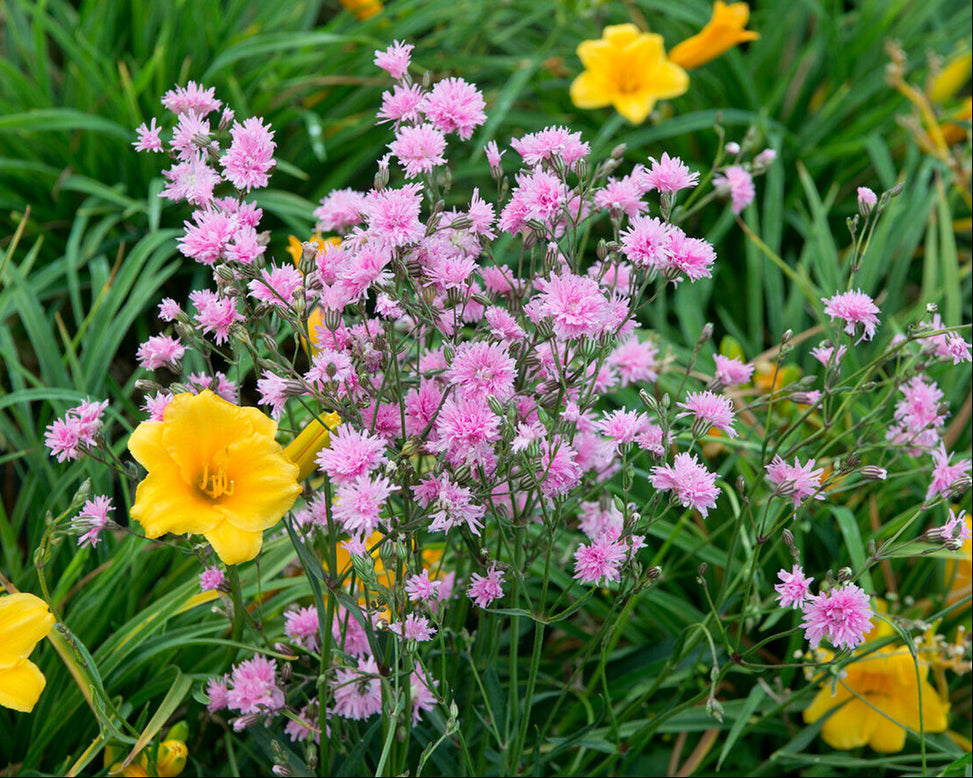 Silene 'Petite Jenny'