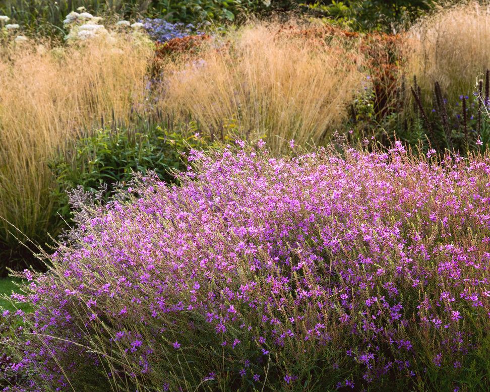 Lythrum 'Swirl'