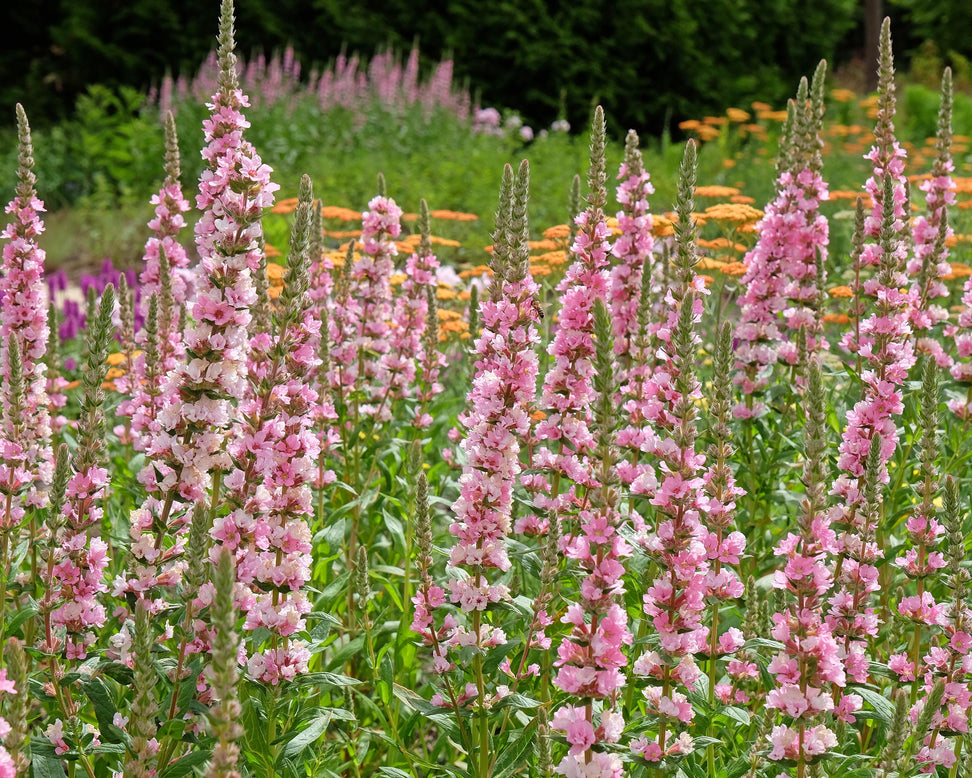 Lythrum 'Blush'