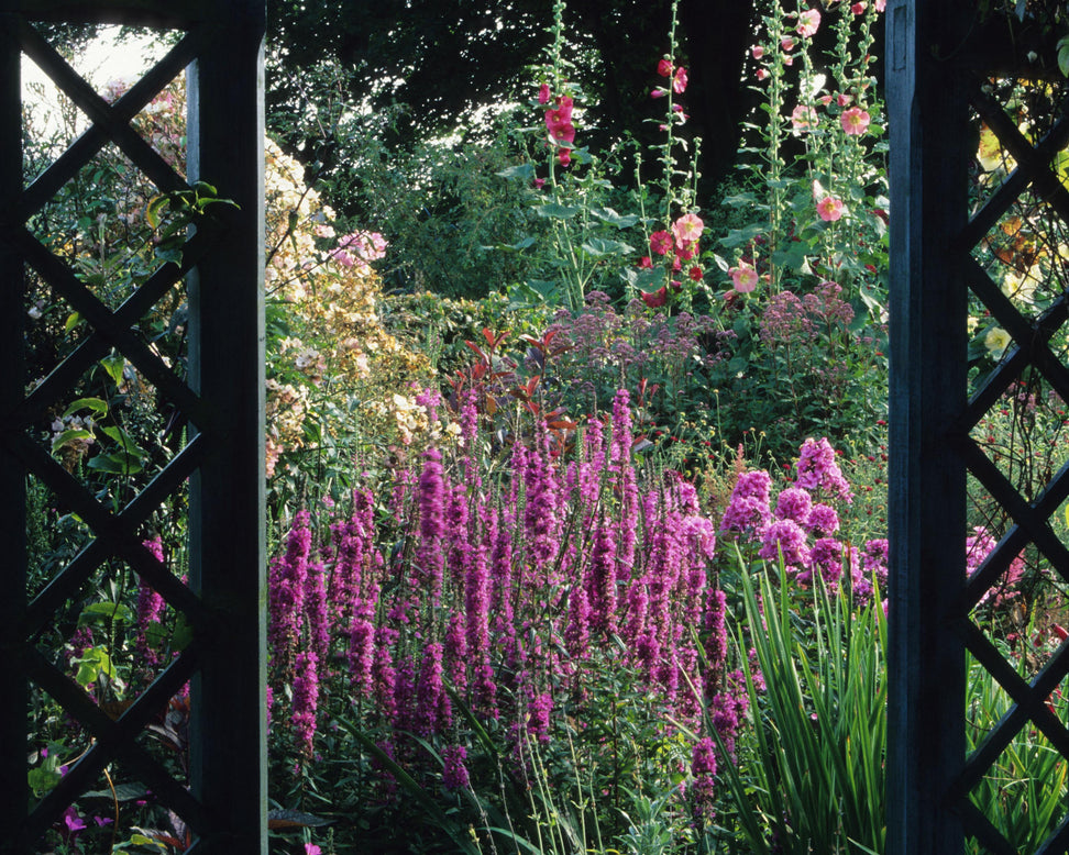 Lythrum 'Lady Sackville'