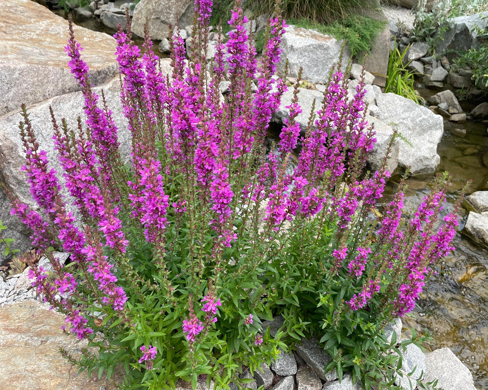 Lythrum 'Lady Sackville'