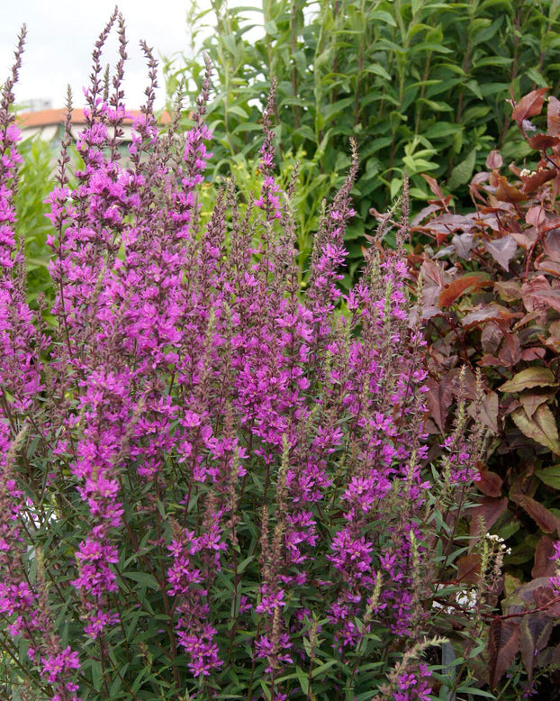 Lythrum 'Lady Sackville'