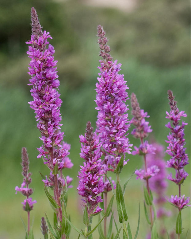 Lythrum 'Lady Sackville'
