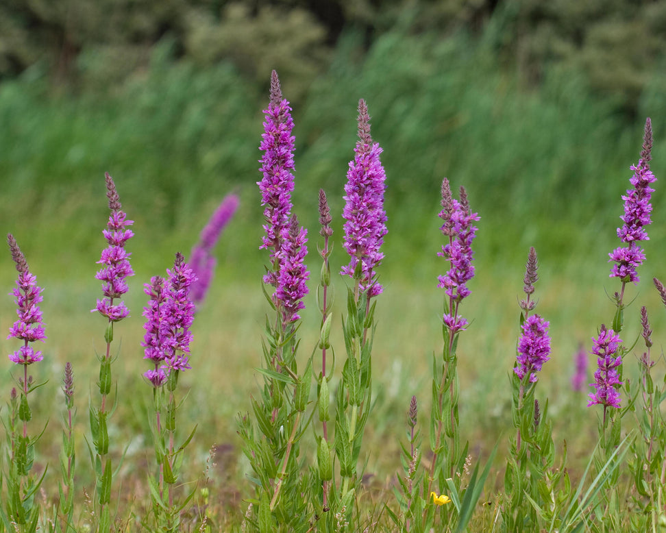 Lythrum 'Lady Sackville'