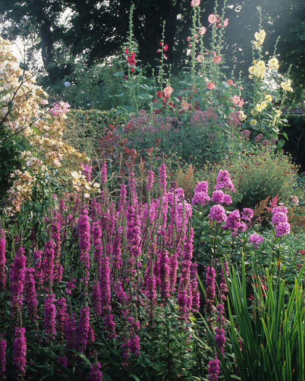 Lythrum 'Lady Sackville'