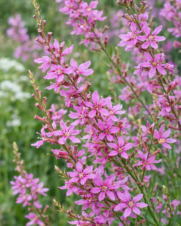 Lythrum 'Swirl'