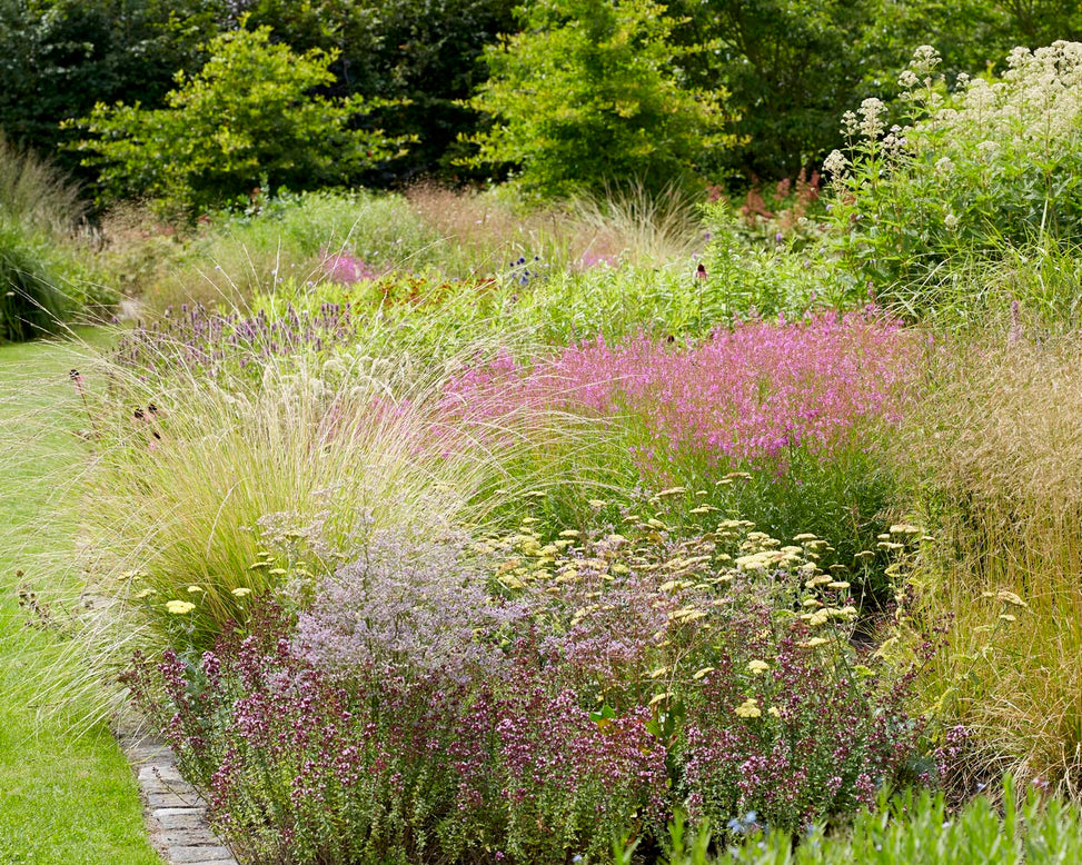 Lythrum 'Swirl'