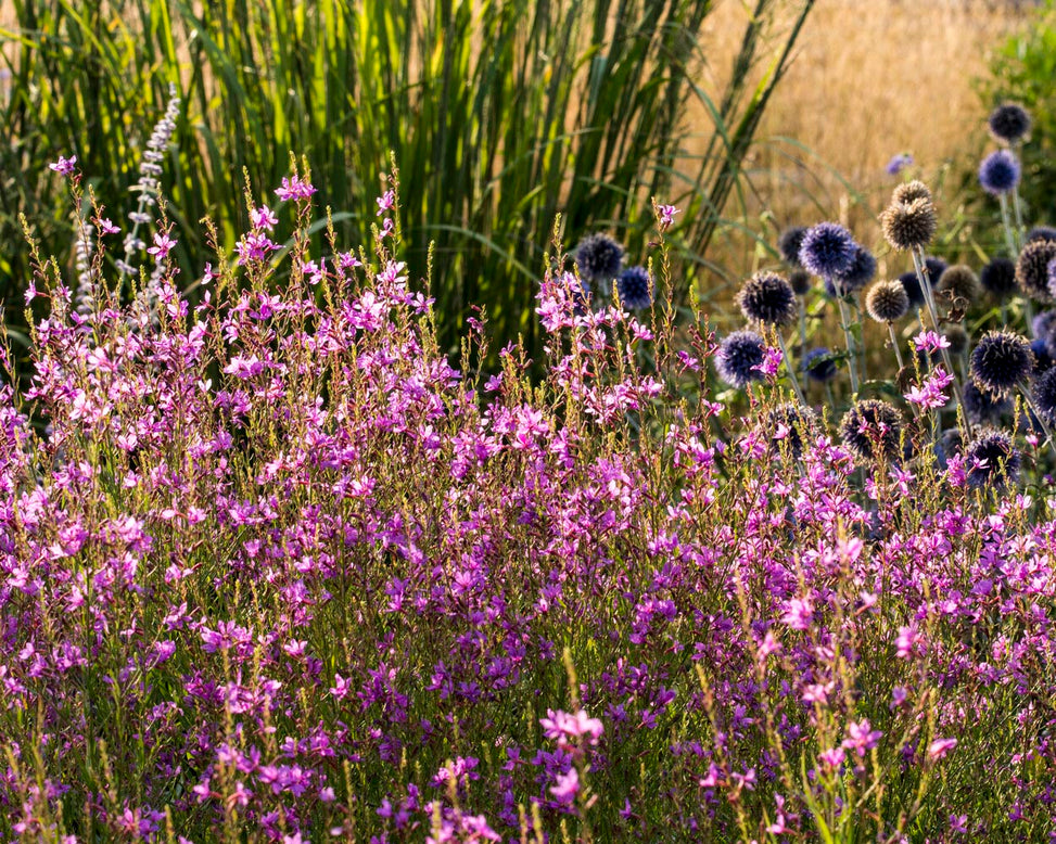 Lythrum 'Swirl'