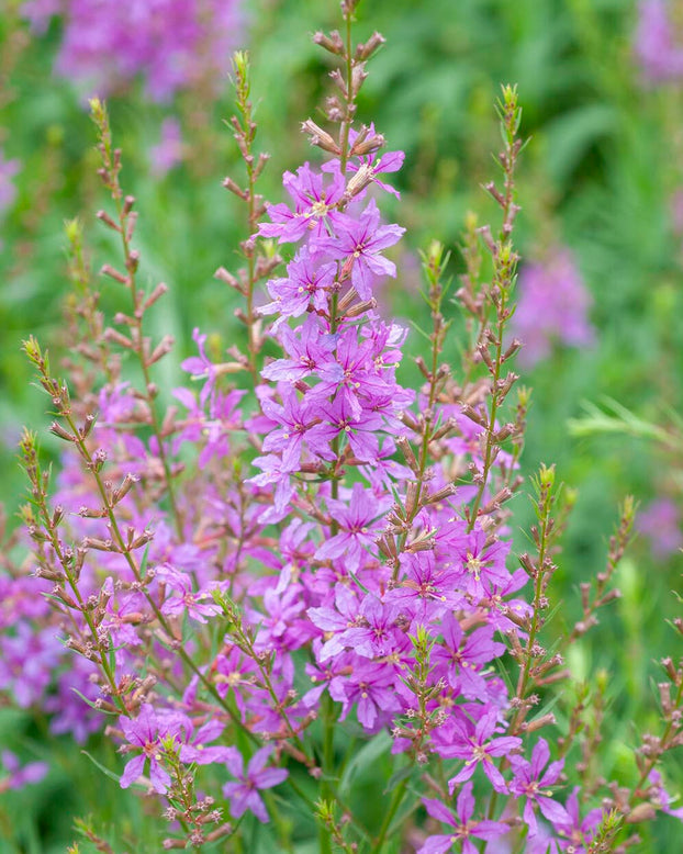 Lythrum 'Swirl'