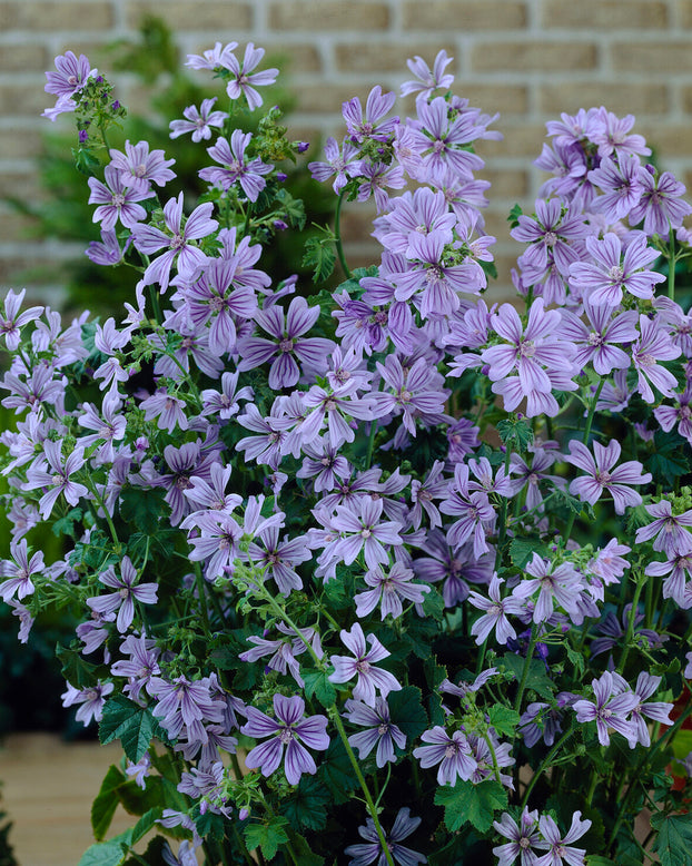 Malva 'Primley Blue'