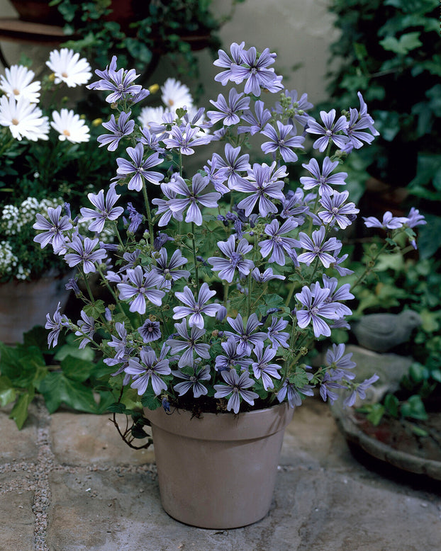 Malva 'Primley Blue'