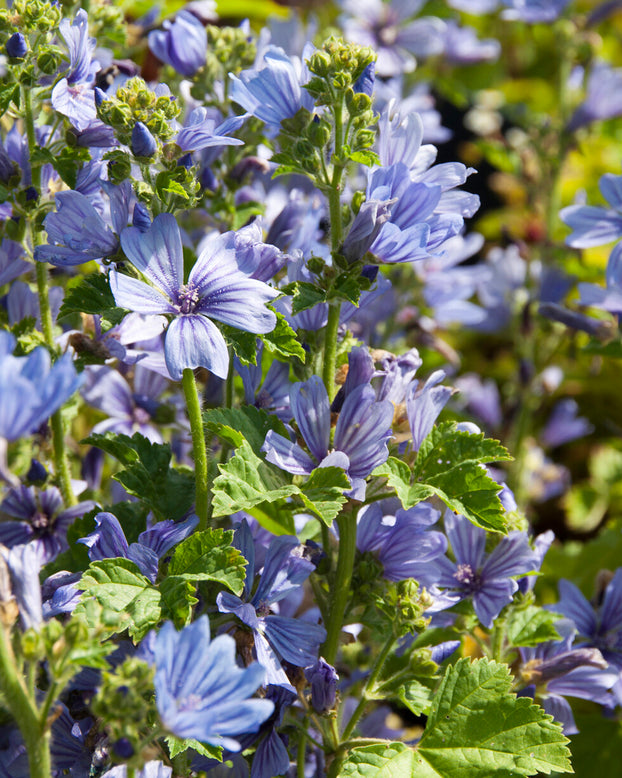 Malva 'Primley Blue'