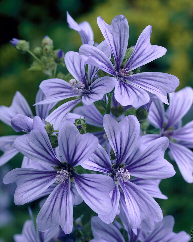 Malva 'Primley Blue'