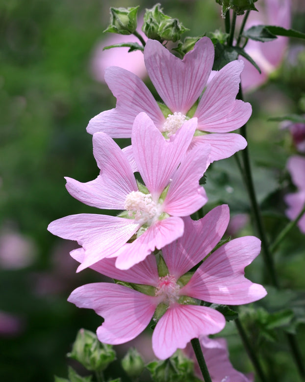 Malva thuringiaca