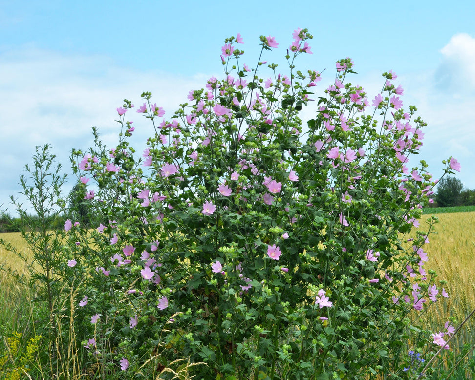 Malva thuringiaca