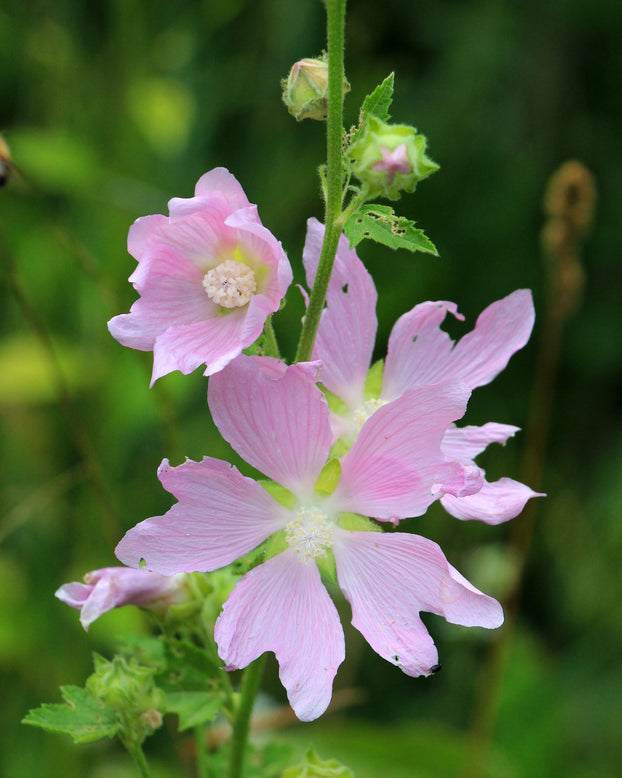 Malva thuringiaca