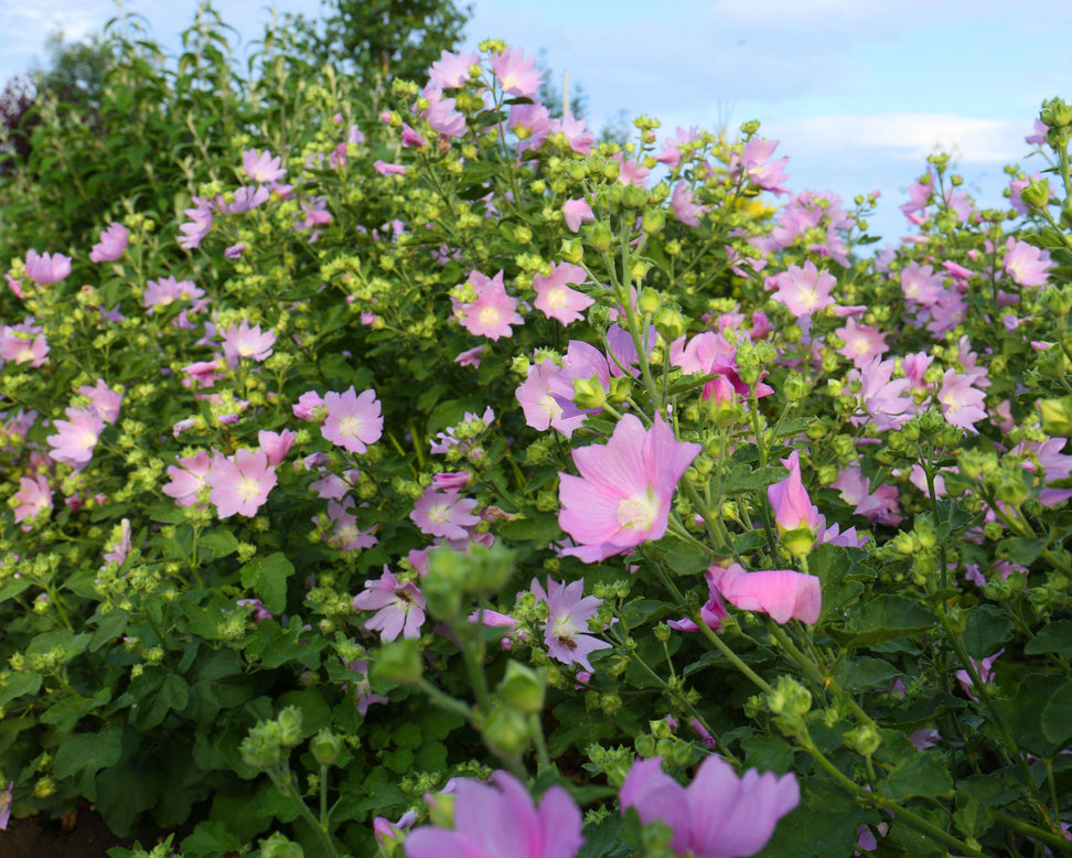 Malva thuringiaca