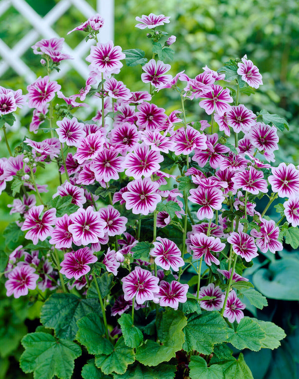 Malva 'Zebrina'