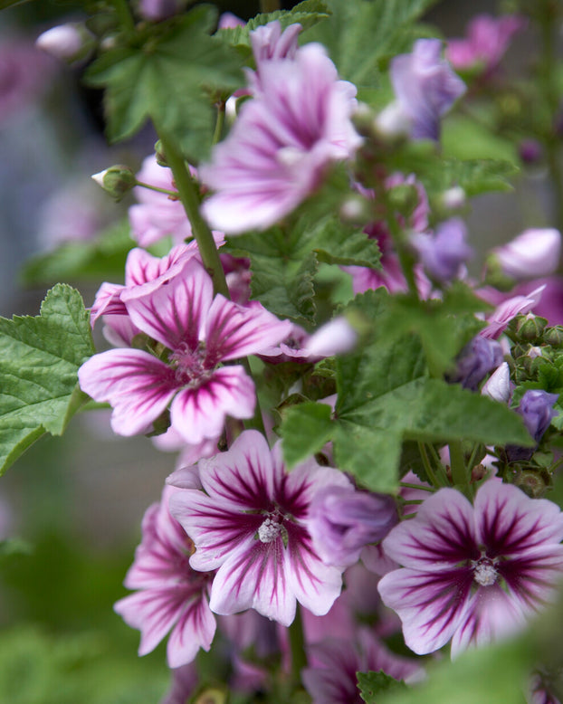Malva 'Zebrina'