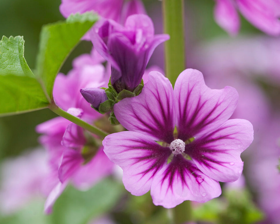 Malva 'Zebrina'