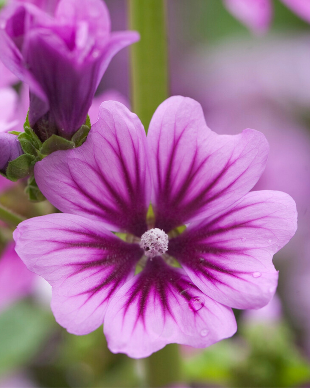 Malva 'Zebrina'