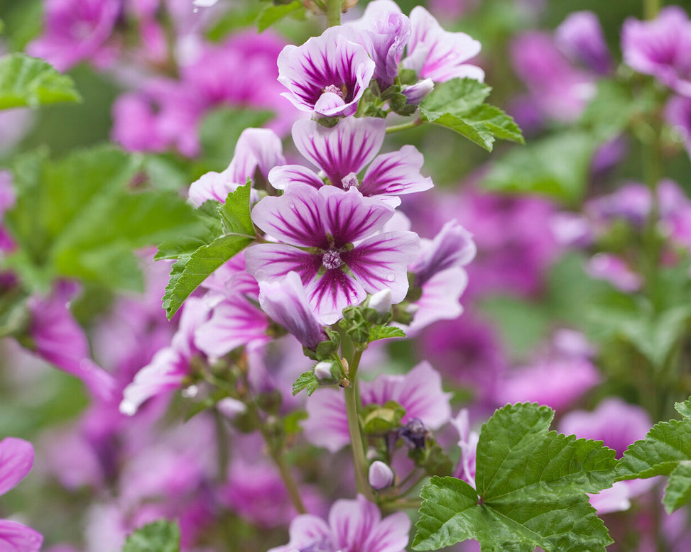 Malva 'Zebrina'