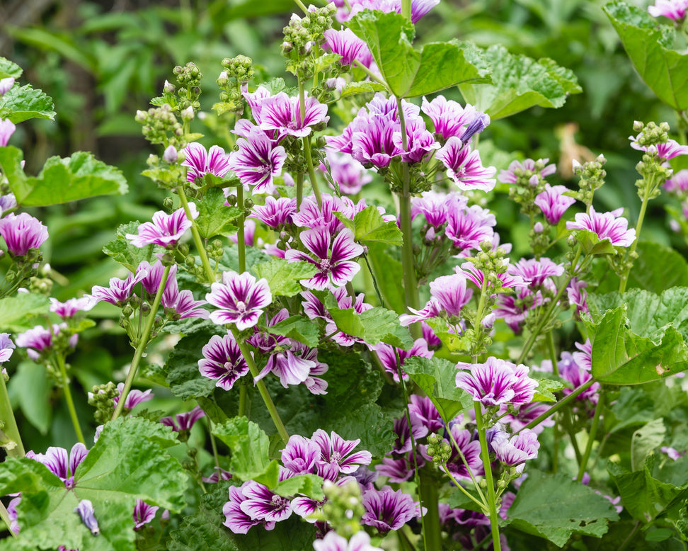 Malva 'Zebrina'