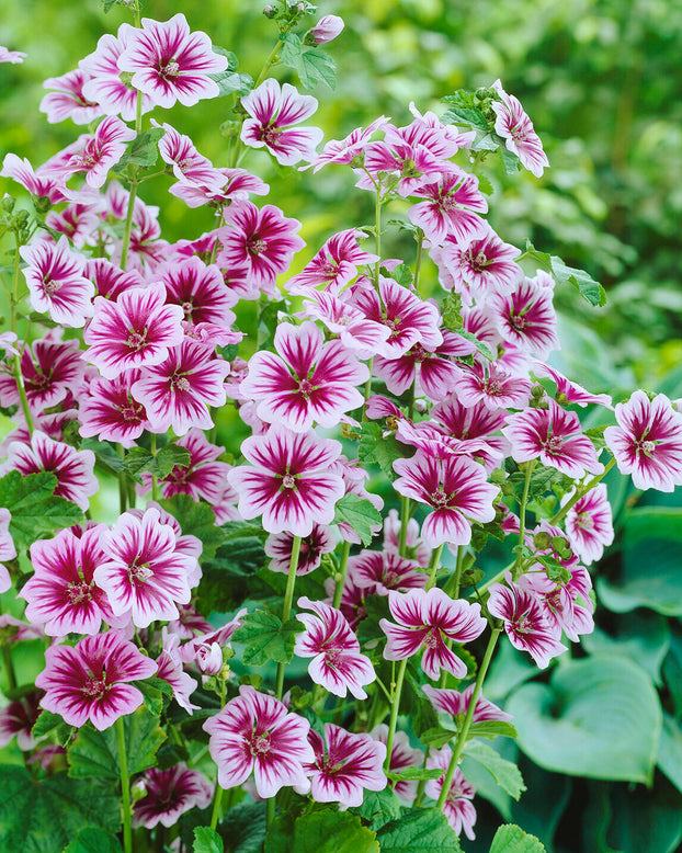 Malva 'Zebrina'