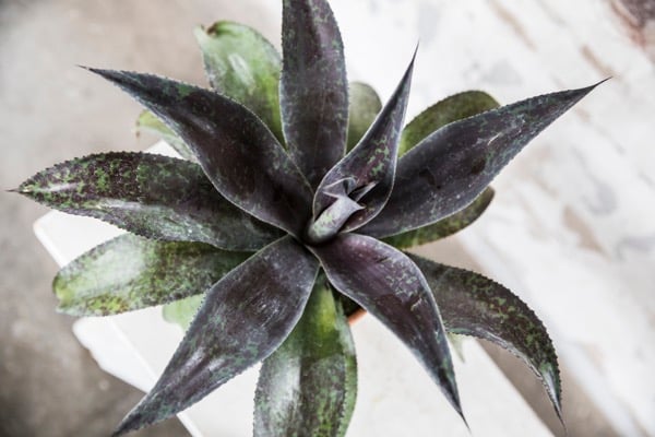 Mangave 'Mission to Mars'