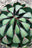 Succulents