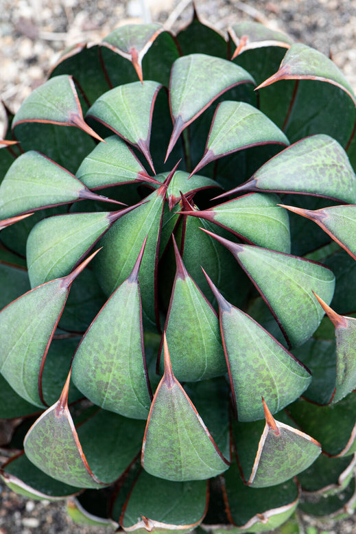Mangave 'Praying Hands'