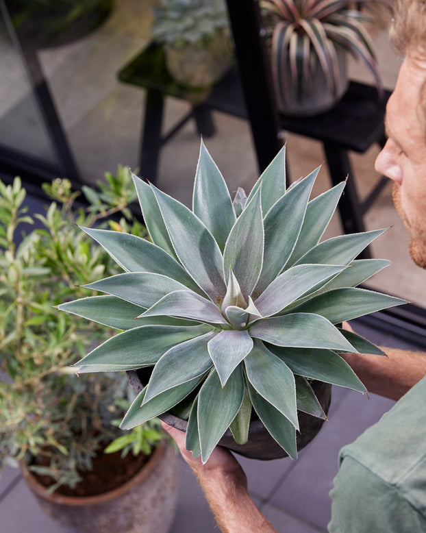 Mangave 'Lavender Lady'
