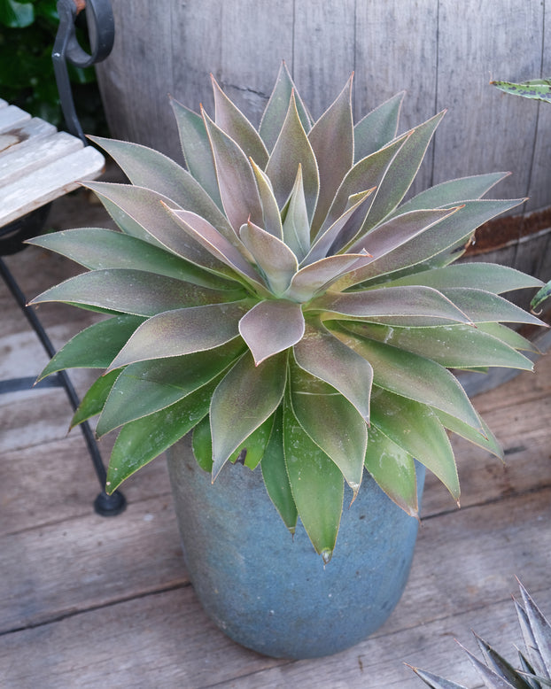 Mangave 'Lavender Lady'